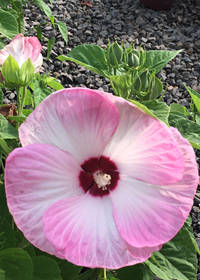 Hibiscus moscheutos 'Luna Pink Swirl'